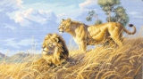 Африканские львы 03866